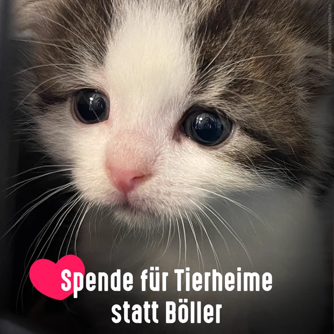 Kätzchen im Tierheim. Bildtext: Spende für Tierheime statt Böller