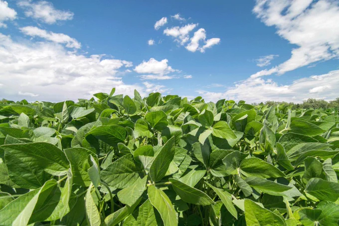 Soybean plants grow in a field under a blue sky