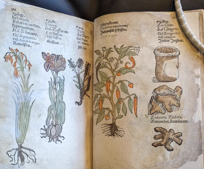 Opening of a hand-coloured 16th century herbal with saffron and pepper on the right and peppers and ginger on the left