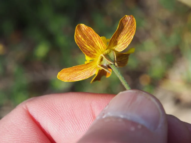 Underside of yellow Ranunculus austro-oreganus corolla, with showy orange veins. 