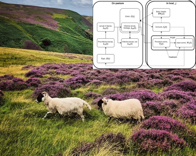 Photo of two sheep on a hillside, with a model schematic superimposed
