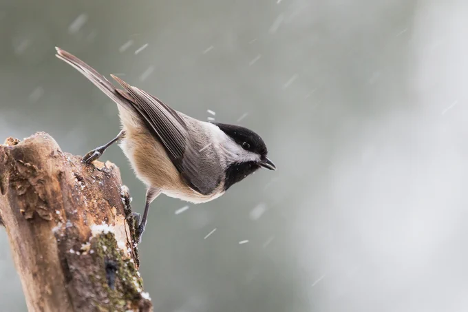 A very festive chickadee perches on the side of tree stump as it snows all around.