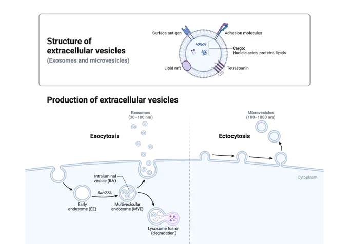 Illustration created with Biorender.
Acknowledgements: Andries Zijlstra

References
Zhou, E., et al. (2021). Circulating extracellular vesicles are effective biomarkers for predicting response to cancer therapy. EBioMedicine, 67:103365.
doi: 10.1016/j.ebiom.2021.103365. 