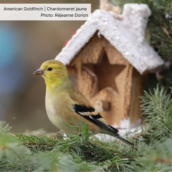 Female American Goldfinch perched in a wintery spruce tree.