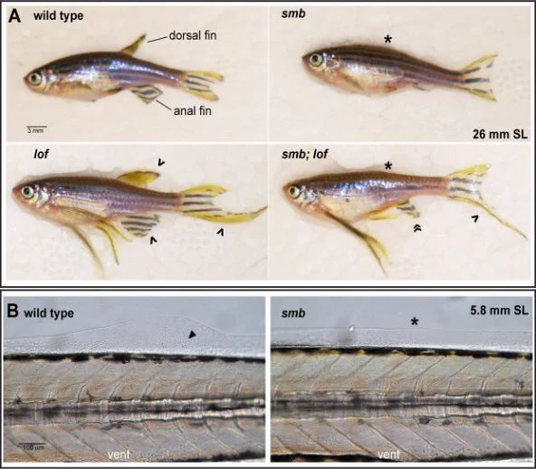 Figure 3 (A) The smb mutant is epistatic to lof. Heterozygous smb adults were crossed to heterozygous lof adults and adult offspring were imaged with transmitted light. The dorsal fin and anal fin are indicated in the wild-type (wt) animal. An asterisk indicates an absent dorsal fin, a caret indicates elongated fins, and guillemets indicate an anal fin that is reduced in the AP axis but elongated in the proximodistal axis in smb;lof double heterozygous mutants (wt=8, smb=4, lof=8, smb;lof=5, expected=6.5 per genotype. Chi-square test; P=0.5641). (B) Nomarski images of fin induction and mesenchyme aggregation in wild type and smb heterozygotes at 5.8 mm SL (n=3 per genotype). Arrowhead indicates fin bud mesenchyme, asterisk marks absent fin bud.