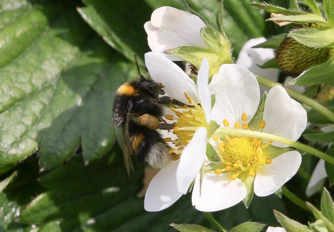 Earth bumblebee on strawberry blossoms – Photo: Susanne Schiele
