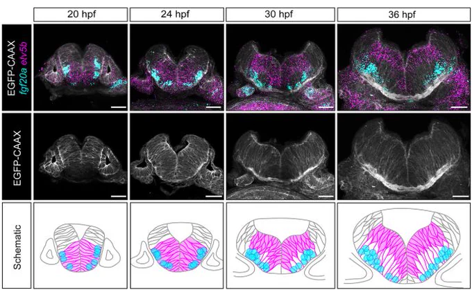 Figure 1 (D) Transverse sections of hindbrain segment centre of r5 in WT embryo, representative of other hindbrain segments, at stages 20-42 hpf with HCR RNA-FISH for fgf20a (cyan), etv5b (magenta) and membrane markers EGFP-CAAX (white). Progenitors expressing etv5b are aligned with the position of fgf20a-expressing neurons, where the basal processes of these progenitors are adjacent to the signalling source. n≥8 per stage.