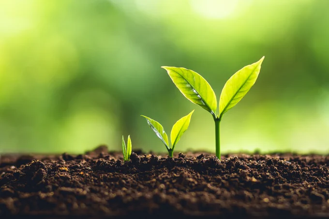 Three small plants growing