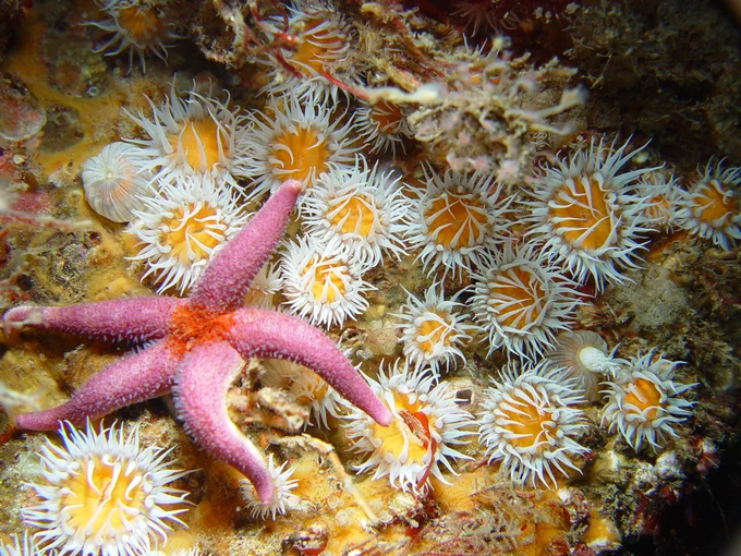 Actinothoe sphyrodeta anemones with a Bloody Henry starfish, orange encrusting sponge, red algae and hydroids on a vertical bedrock wall. 

Image credit: NatureScot, Ben James