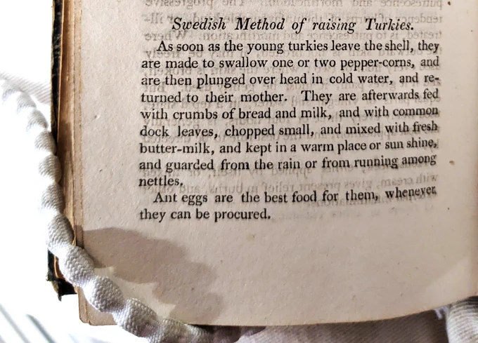 A page from an old book, explaining “the Swedish method of raising Turkeys”. 