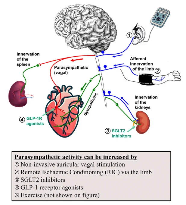 Different treatments can recruit interorgan protective afferent (blue), and efferent PNS (red) signalling pathways. Sympathetic signalling  pathways are shown in green.