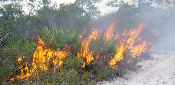 Prescribed burning to maintain scrubby flatwood habitat at Archbold Biological Station, Florida, USA. Photo by Courtney Currier.
