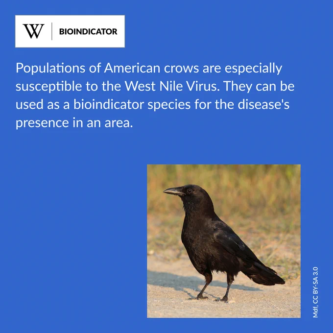 A black grown stands on the ground, adjacent to a patch of grass. Text says: Populations of American crows are especially susceptible to the West Nile Virus. They can be used as a bioindicator species for the disease's presence in an area.