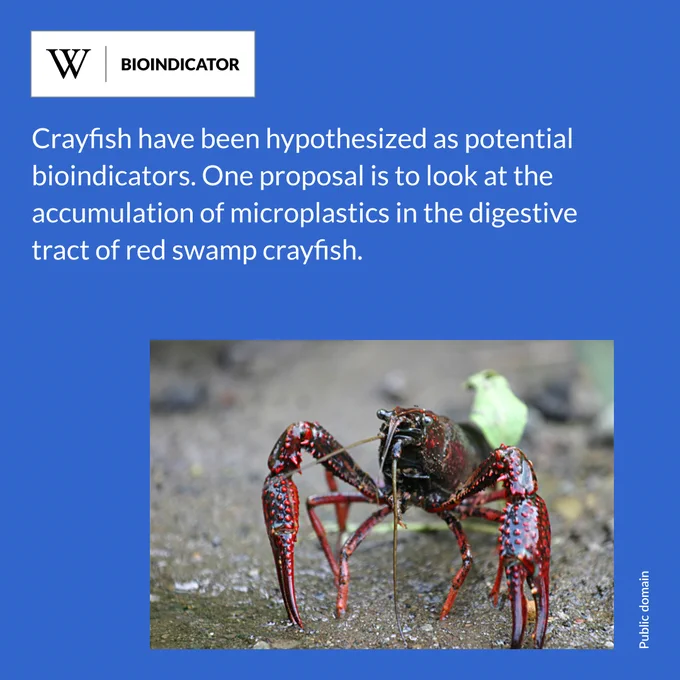 A close-up of a red crayfish with elongated legs stands on sand. Text says: Crayfish have been hypothesized as potential bioindicators. One proposal is to look at the accumulation of microplastics in the digestive tract of red swamp crayfish.