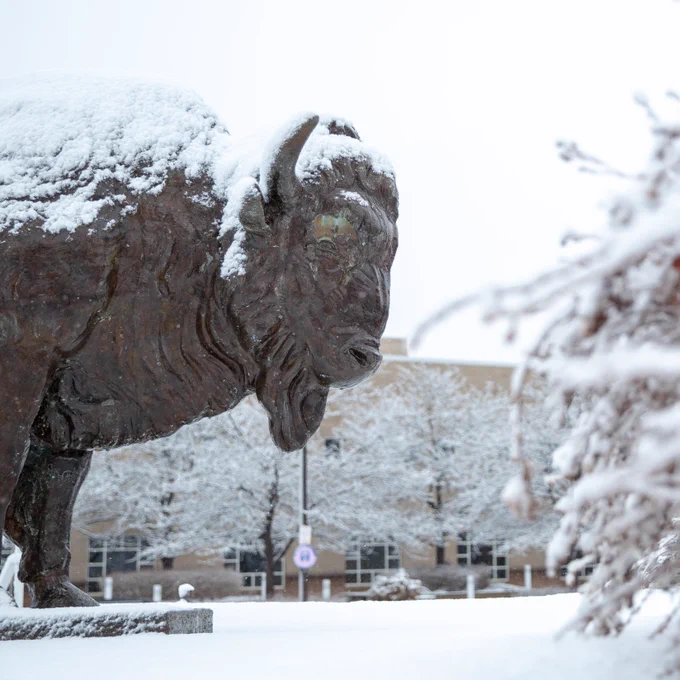The Bronze Buffalo statue on a snowy UB North Campus.