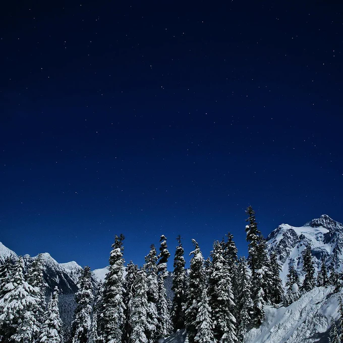 Snowy tree tops pictured in front of a dark night sky
