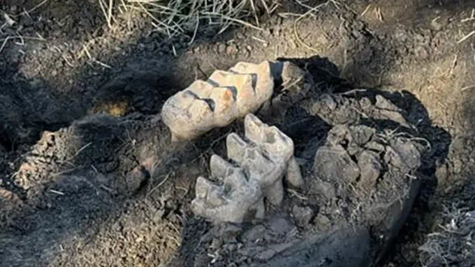 The image shows two teeth from a mastodon jaw, prior to their recovery.
