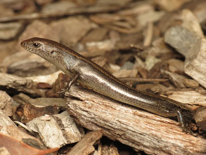 A delicate skink on some mulch. Photo credit: Donald Hobern from Copenhagen, Denmark CC BY 2.0, via Wikimedia Commons.