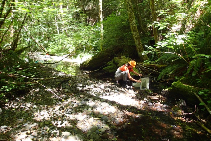 graduate student conducts stream samples in washington