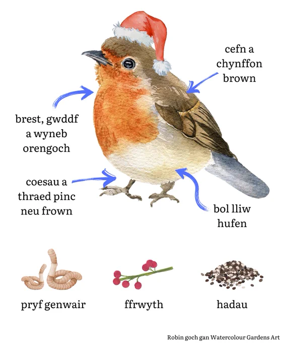 An illustration of a robin with a Santa hat, and the food it likes to eat. The illustration is labelled in Welsh. 
