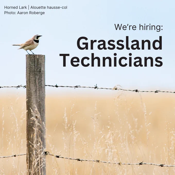 A Horned Lark perches on a fencepost with an amber grassland behind it.