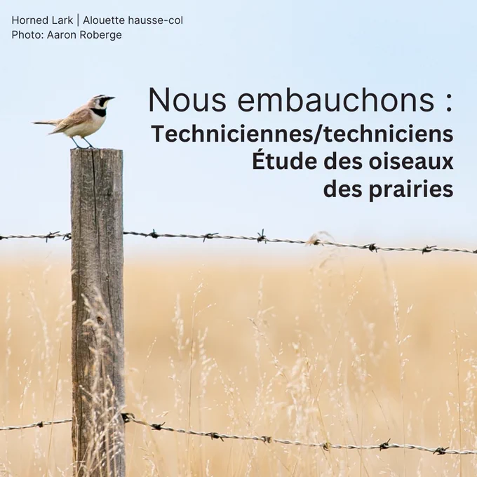 Une alouette hausse-col est perchée sur un poteau de clôture avec une prairie ambrée derrière elle.