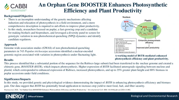 DOE Science slide for the CABBI-CBI study, "An Orphan Gene BOOSTER Enhances Photosynthetic Efficiency and Plant Productivity."