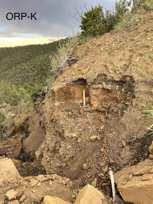 A fossil plant excavation in the Cretaceous rocks just below the K-Pg boundary at Old Raton Pass, NM. A rock hammer is embedded in the exposed rock layers, indicating geological study or sampling. The surrounding terrain is steep, with loose rock fragments scattered at the base. Sparse vegetation grows along the slope, including grasses and small shrubs. In the background, a dense forest covers rolling hills under a partly cloudy sky. The text "ORP-K" is visible in the upper left corner of the image. 

Photo by Ellen Currano