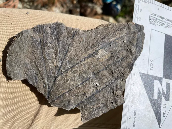 Early Paleocene fern fossil discovered on the Vermejo Park Ranch, NM. The fossil clearly shows detailed leaf veins running from the center to the edges. The rock is irregularly shaped and rests on a beige surface, possibly a pant leg. A ruler with centimeter markings is placed alongside the fossil for scale, indicating the fossil is approximately 10 cm in width. Sunlight casts a shadow, highlighting the fossil's texture and details. Photo by Ellen Currano