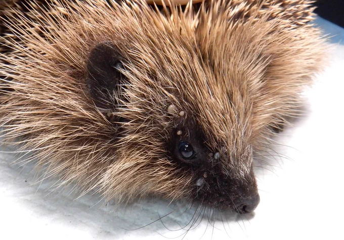 Shepherd, a wild hedgehog being treated at Hedgehog Cabin, a hedgehog hospital.