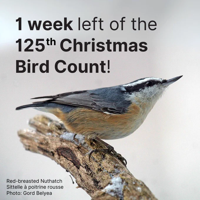 A Red-breasted Nuthatch perches on a wintery branch.