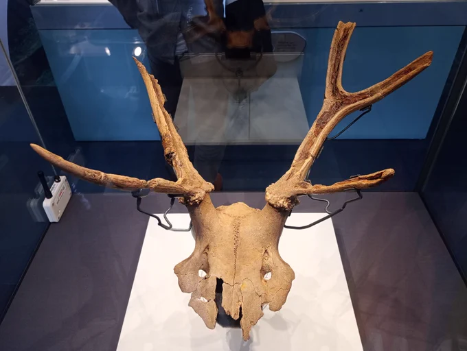 Partial skull of a deer modified to form a headdress, in a museum display case 