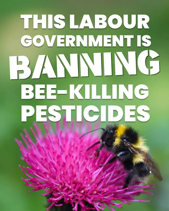 A graphic with bold white text on a green background that reads: "This Labour Government is Banning Bee-Killing Pesticides." Below the text is a vibrant close-up image of a bumblebee perched on a bright pink flower.