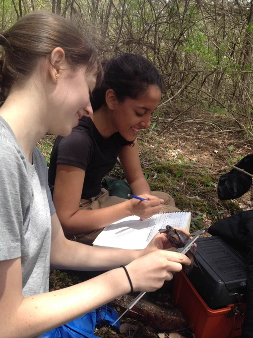 A photo of researchers taking notes and measuring a turtle.