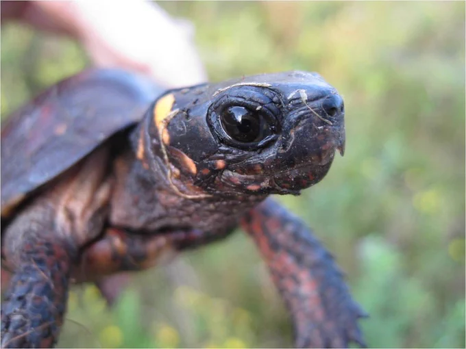 A photo of a bog turtle held in a human hand. It is dark in color with orangey markings.