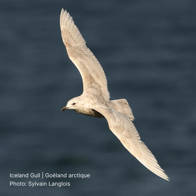 An Iceland Gull flies over water.