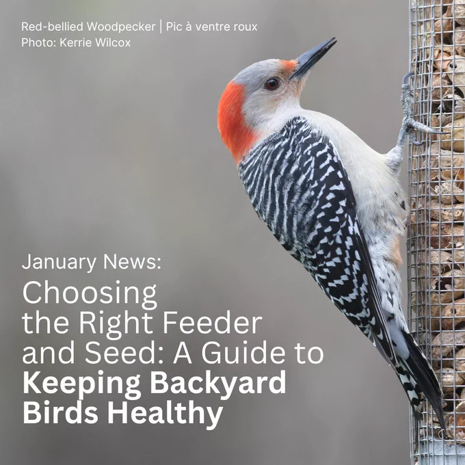 A Red-bellied Woodpecker hangs on to a tube bird feeder filled with peanuts.