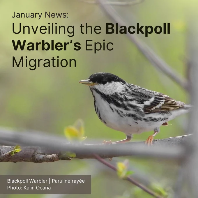 A Blackpoll Warbler perches in a tree.