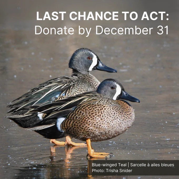 A male and a female Blue-winged Teal stand next to one another on a frozen body of water.