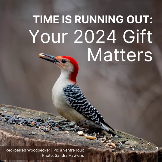 A Red-bellied Woodpecker holds a peanut in its beak, perched on a cut tree stump covered in seeds.