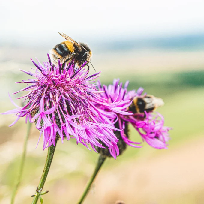 Close up of two bumblebees feeding on a purple wildflower. The background is blurred but it is a rural landscape of greens and light brown colours. It is a spring or summer day. 