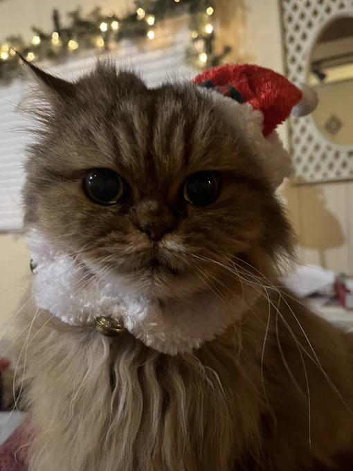 Mocha the tan and brown Persian cat wears a tiny Santa hat on one ear and a fluffy Santa collar