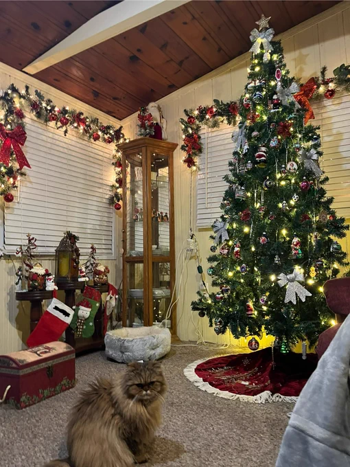 Christmas scene where Mocha the fluffy cat sits in a very decorated living room. Windows have garland and a Christmas tree has bows and glass decor. Theee stockings hang from a