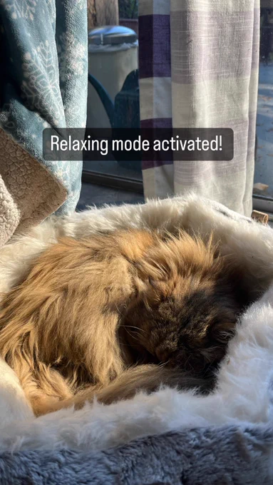 Mocha the fluffy Persian cat curled up in a fluffy cat bed. Hos ears are barely visible and his face is buried.