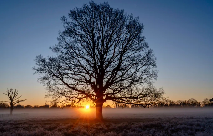 Sunrise behind a large, solitary tree with sprawling branches, set in an open field with a frost-covered ground.