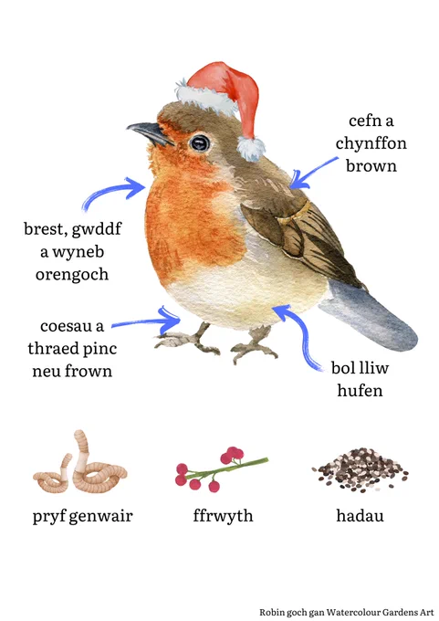 An illustration of a robin with a Santa hat, and the food it likes to eat. The illustration is labelled in Welsh. 
