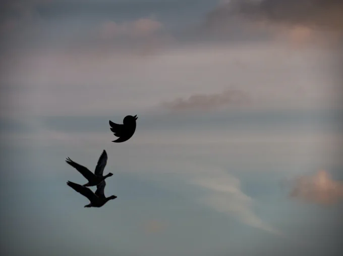 Photo of the sky with birds flying, including the Twitter bird