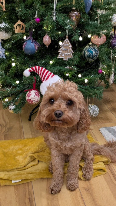 A small light brown dog with curly hair sits in front of a Christmas tree wearing a Christmas hat