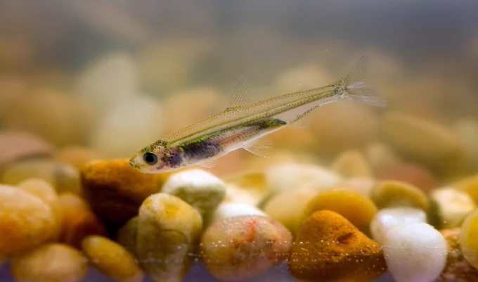 A juvenile delta smelt inside a rearing tank at the U.C. Davis Fish Conservation and Culture Lab. Photo taken May 15, 2008. Dale Kolke / California Department of Water Resources