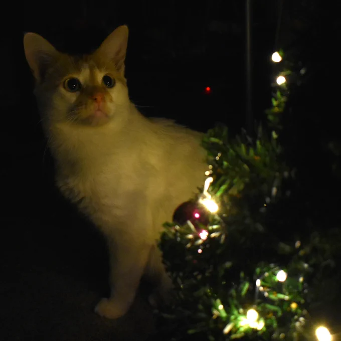 Cheddar stands by a small christmas tree with twinkling lights. He is lit up as he looks up at the tree with big eyes. 